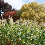 The Patch. Royal Tasmanian Botanical Gardens. Tasmanian Community Food Garden.