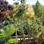 The Patch. Royal Tasmanian Botanical Gardens. Tasmanian Community Food Garden.