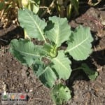 The Patch. Royal Tasmanian Botanical Gardens. Tasmanian Community Food Garden.