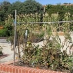 The Patch. Royal Tasmanian Botanical Gardens. Tasmanian Community Food Garden.