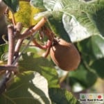 The Patch. Royal Tasmanian Botanical Gardens. Tasmanian Community Food Garden.
