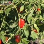 The Patch. Royal Tasmanian Botanical Gardens. Tasmanian Community Food Garden.