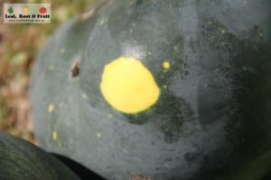 How to grow watermelons in Melbourne