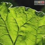 The Patch. Royal Tasmanian Botanical Gardens. Tasmanian Community Food Garden.