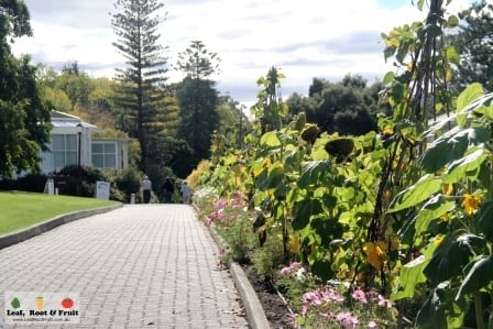 The Patch. Royal Tasmanian Botanical Gardens. Tasmanian Community Food Garden.