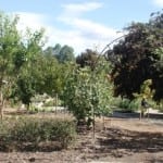 The Patch. Royal Tasmanian Botanical Gardens. Tasmanian Community Food Garden.