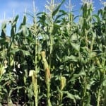 The Patch. Royal Tasmanian Botanical Gardens. Tasmanian Community Food Garden.