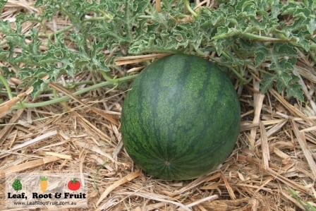 Growing Watermelons in Melbourne