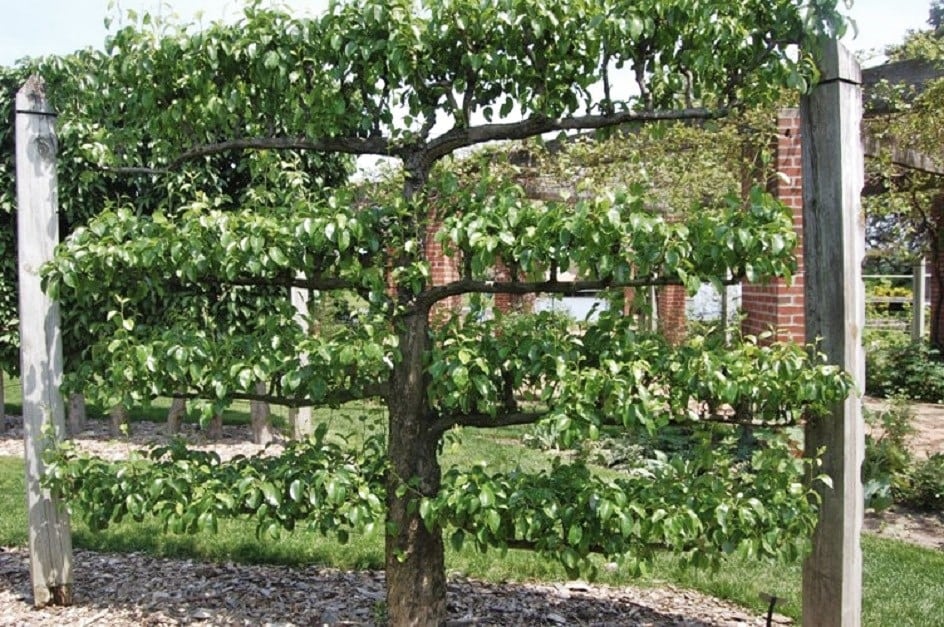 Espalier Fruit tree used as a screen