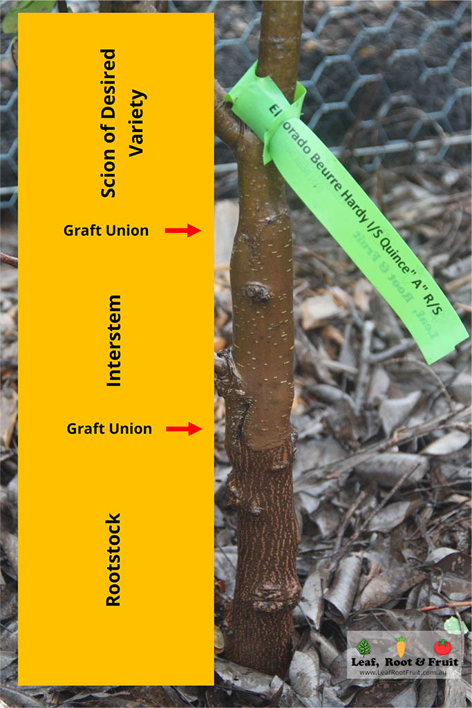 Fruit Tree Grafting Interstems