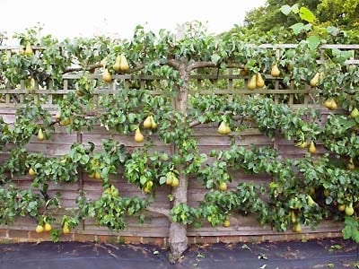 Use espalier along drvieway to grow fruit trees
