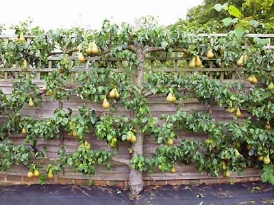 Fruit Trees in Winter in Melbourne: Pruning, Planting and Care. - Leaf,  Root & Fruit Gardening Services