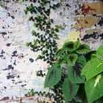 Estelle Bistro Feature Wall