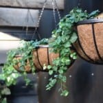 Hanging baskets estelle bistro