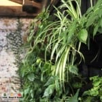 Stunning Vertical Garden Estelle Bistro Northcote