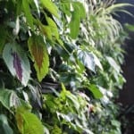 Vertical Wall Garden at Estelle Bistro Northcote