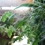 Vertical Wall Garden Estelle Bistro