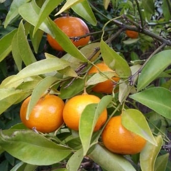 Citrus Varieities Melbourne Mandarin
