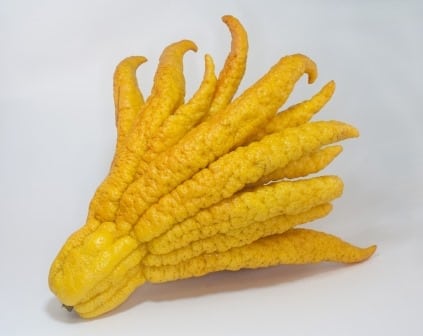 Citrus Varieities Melbourne Buddhas Hand Citron