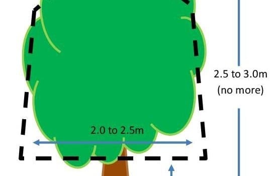 Pruning citrus trees and pruning lemon trees Melbourne