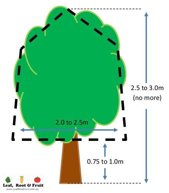 Citrus Tree Optimal Size and Shape1