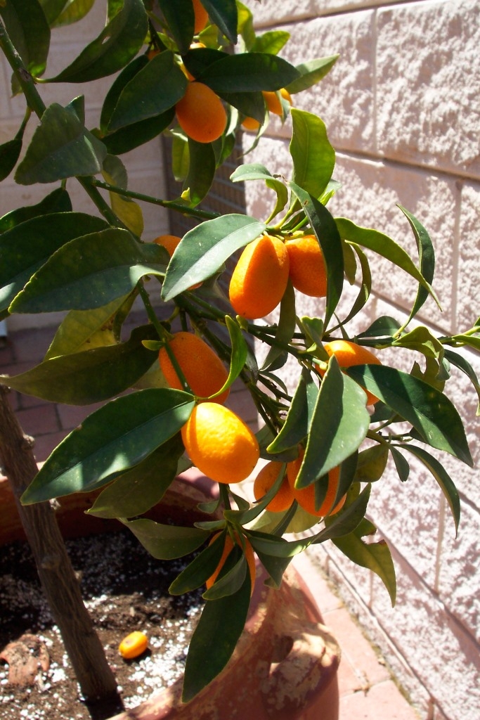 Citrus Growing Guide Melbourne