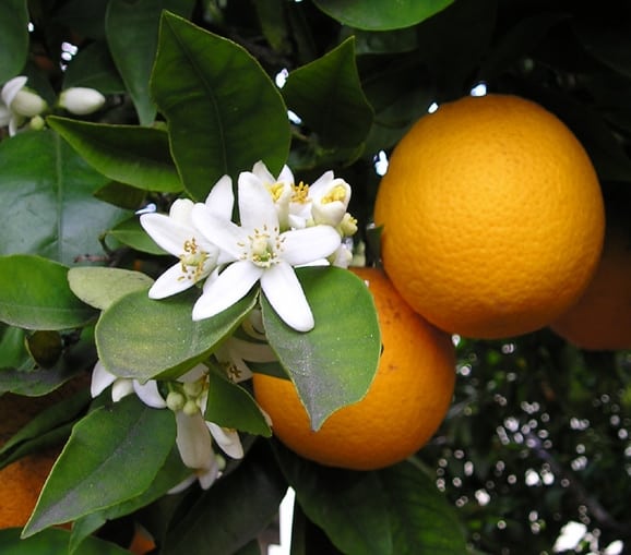 Citrus Varieities Melbourne Oranges