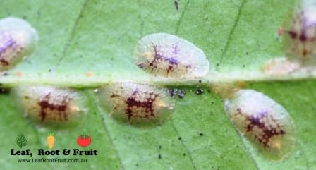 Citrus pests and diseases in Melbourne