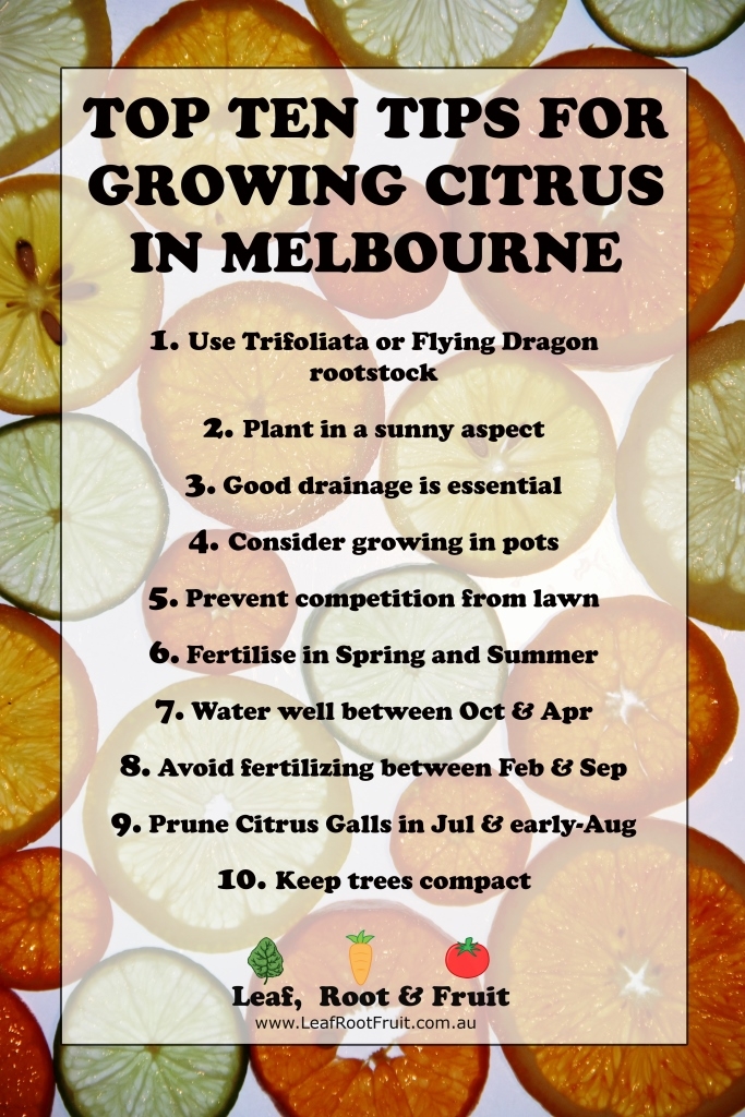 Citrus Growing Top Ten Tips Melbourne