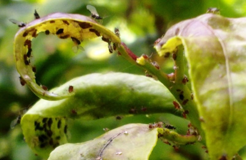 Citrus pests and diseases melbourne