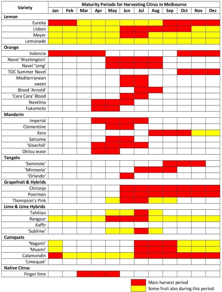 When citrus fruit varieties can be picked in Melbourne