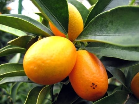 Citrus Varieities Melbourne Cumquat Nagami
