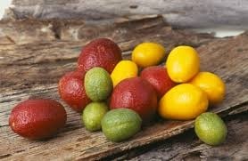 Citrus Varieities Melbourne finger limes