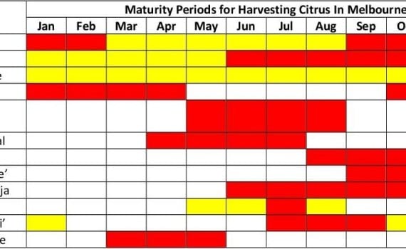 Recommended selection of citrus tree varieties for Melbourne