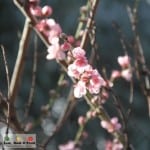 Hertiage Fine Chocolate Factory Edible Garden