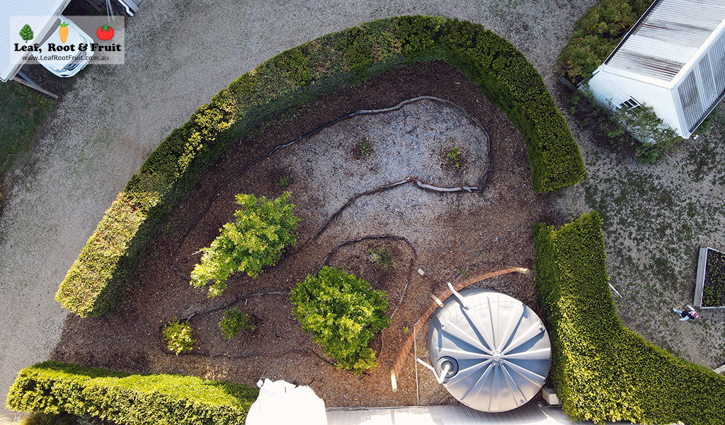 Microclimate citrus grove aerial image