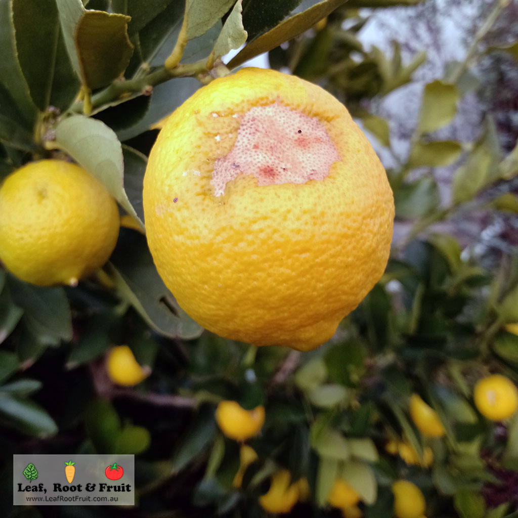 A Tahitian lime citrus fruit showing frost damage in Kyneton