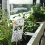 REA Group Edible Garden Wicking Beds