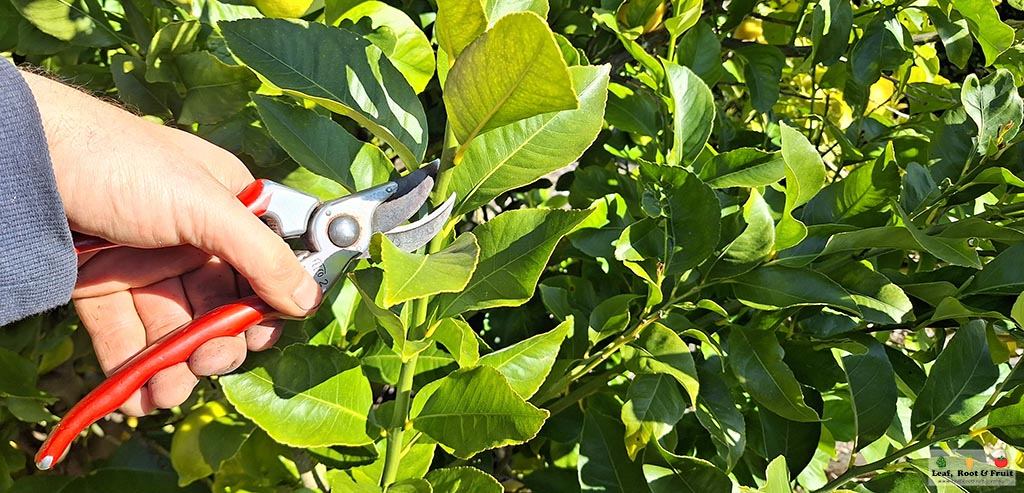 How to prune fruit trees like citrus in Melbourne