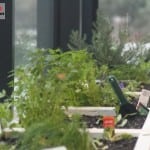 REA Group Edible Garden Wicking Beds