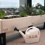 REA Group Edible Garden Wicking Beds