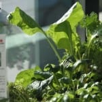 REA Group Edible Garden Wicking Beds