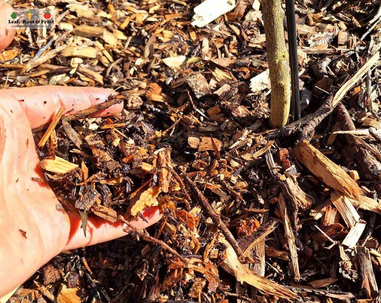 Citrus Growing Guide Part 2 Where and How to Plant Your Citrus Tree