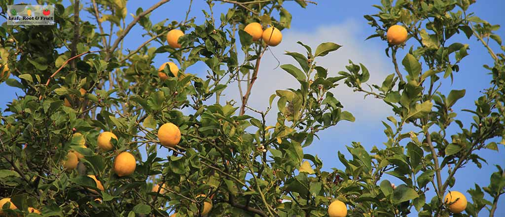 How to care fore citrus trees in Melbourne