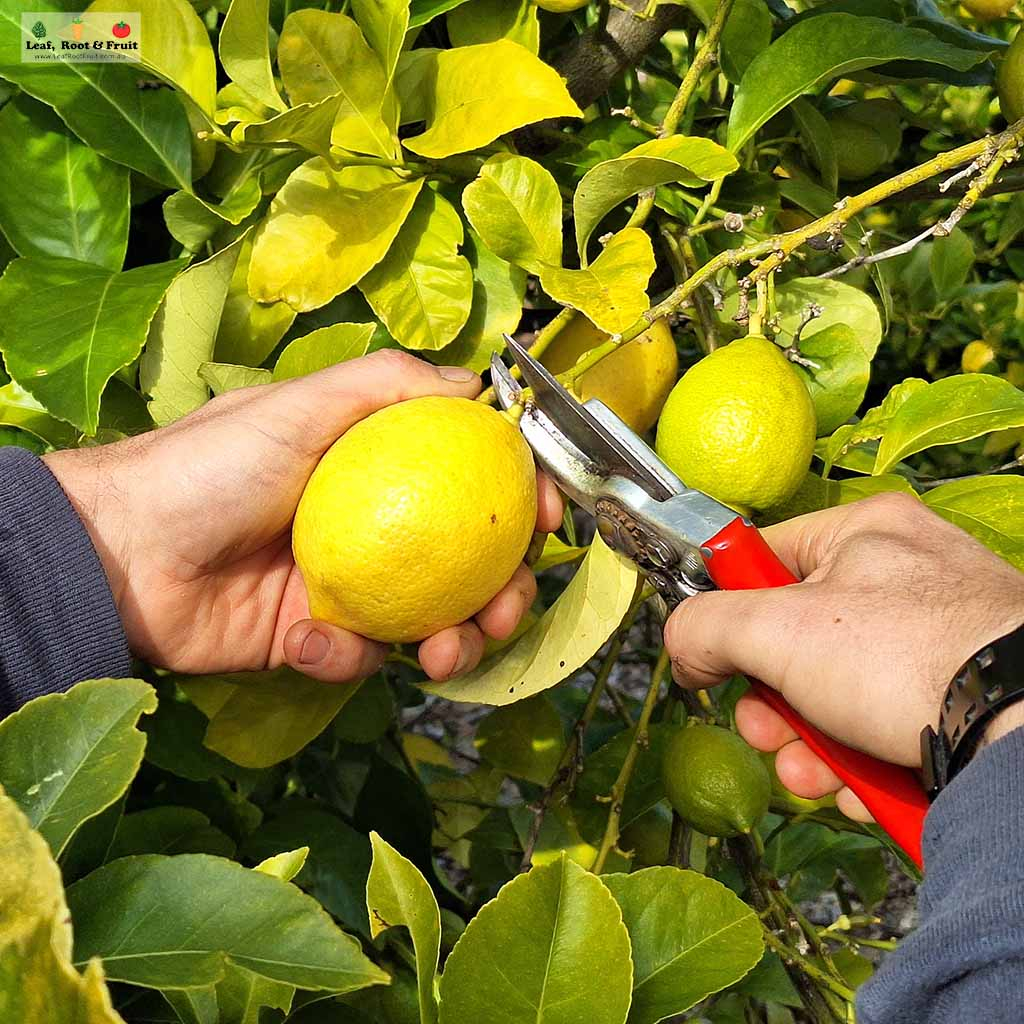 how to harvest lemons, oranges and other citrus in Melbourne