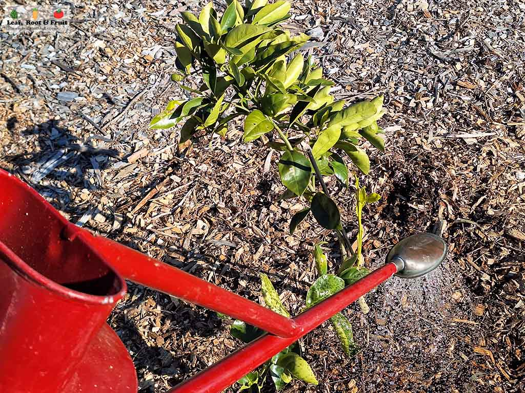 How to water a citrus tree in Melbourne