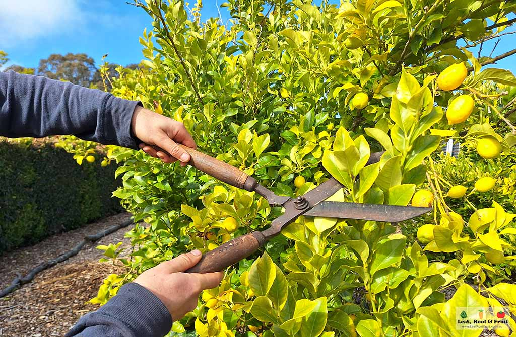 How to prune a citrus tree such as a lemon or orange in Melbourne