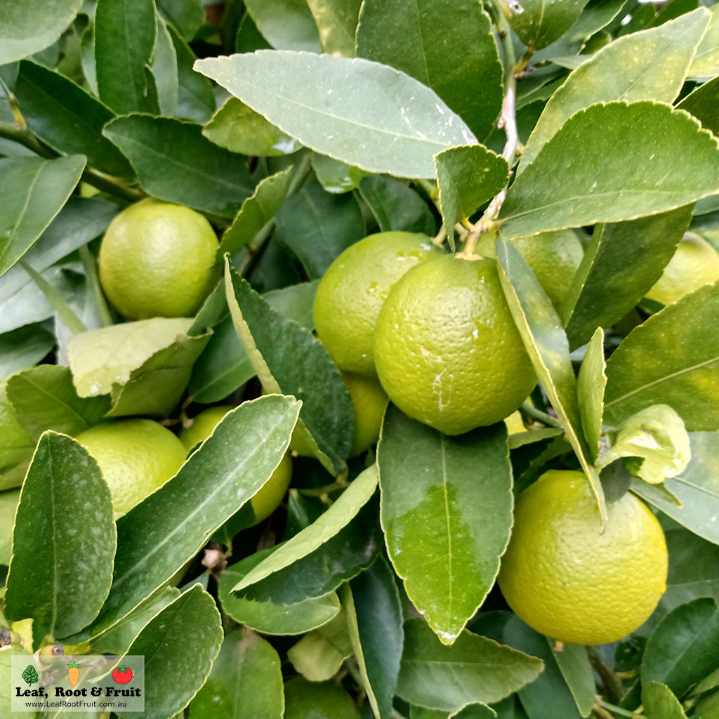 Tahitian lime citrus variety ripening chart Melbourne