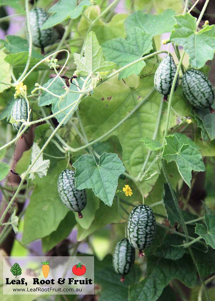 How to grow mouse melon cucamelon temperate climate