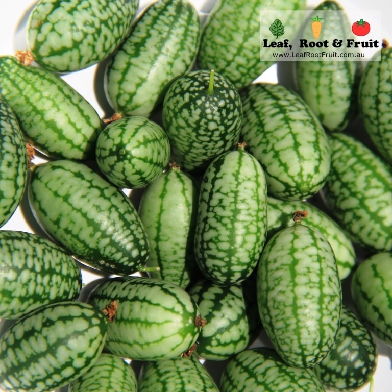 How to Grow Cucamelons in Melbourne, Mouse Melon, Mexican Sour Gherkin.